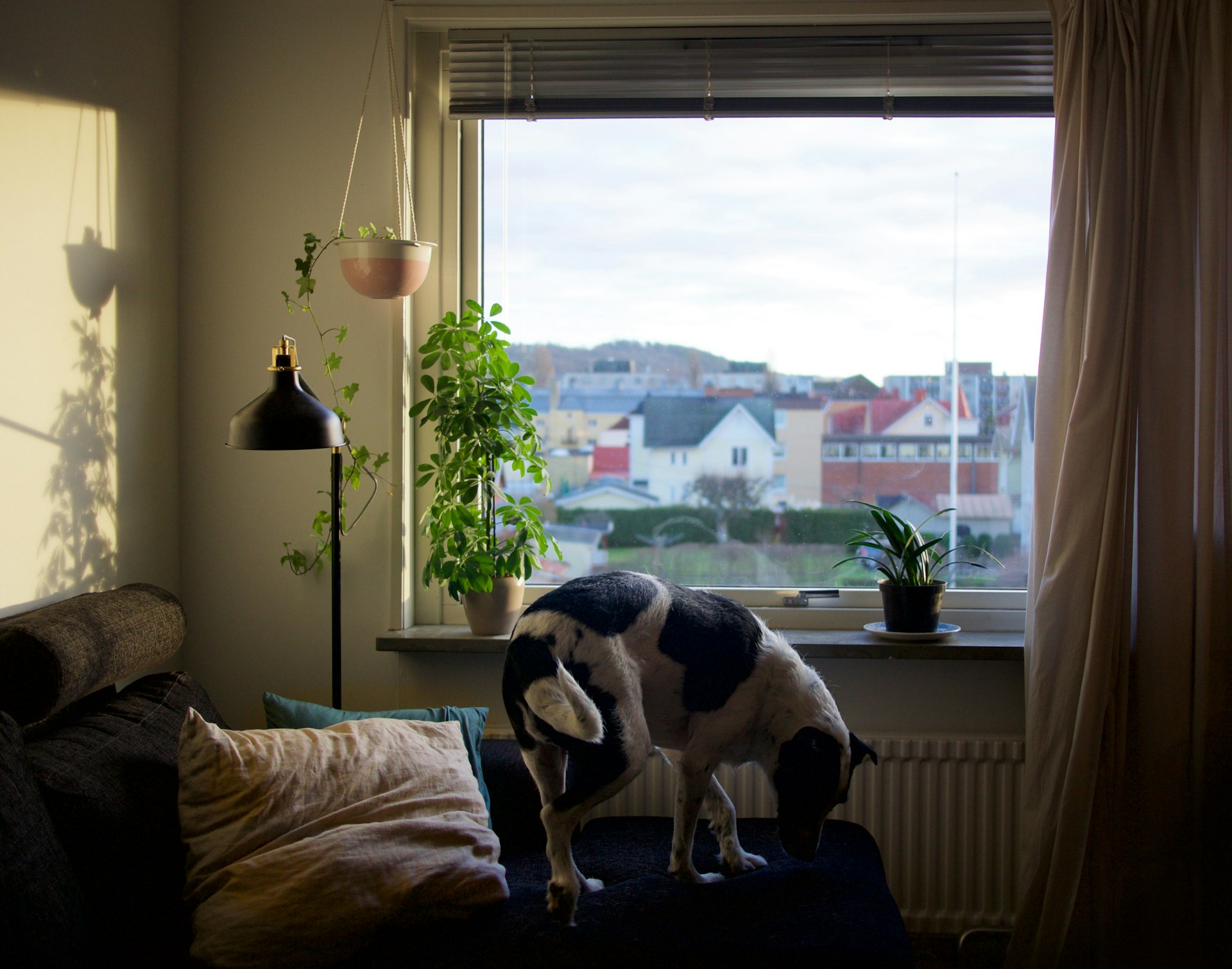 appartement en location à Longwy avec un chien